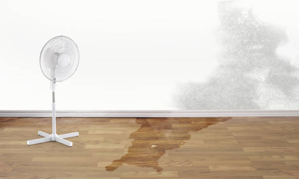 Best Professional water damage repair  in Union Mill, VA