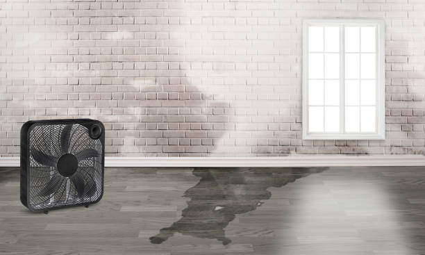 Best Local water damage restoration  in Union Mill, VA